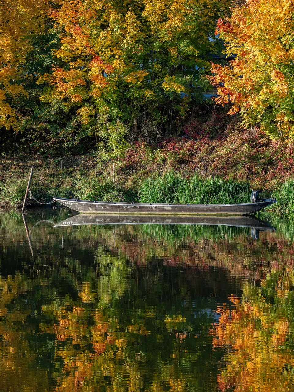 Herbstfarben am Wasser – Bunte Bäume und ein Boot spiegeln sich in der Regnitz bei Bamberg-Bug.